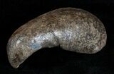 Fossil Cetacean (Whale) Ear Bone - Miocene #3492-1